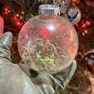 New Clear Glass Holiday Ornament Green Plant Live String of Turtles Accents gift